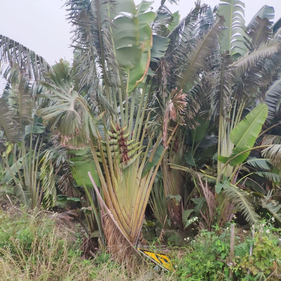 Поставка подорожника 4-5 метров