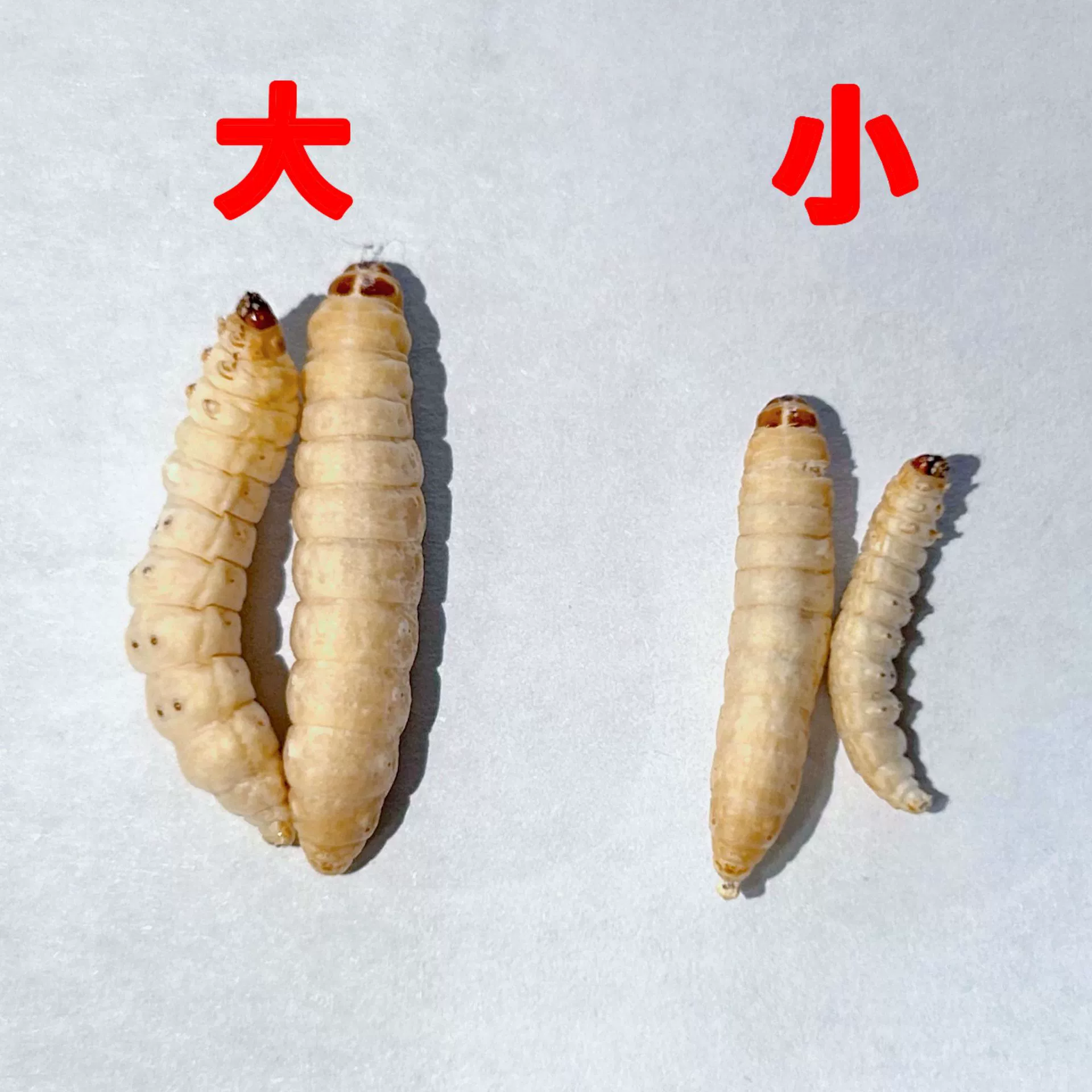 Маленькие лиофилизированные медовые черви, виноградные черви, кукурузные черви, бесплатная доставка, корм для птиц, сахарные летучие мыши, корм для хомяков, геккон ноль