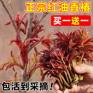���ڼt���㴻����Ĵ������t��������̨�Nֲ�㴻ѿ�߲�����