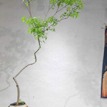 б�h�S�G�����Ϙ��辰����ֱ���g���҃��쾰�U�ⲻ��������