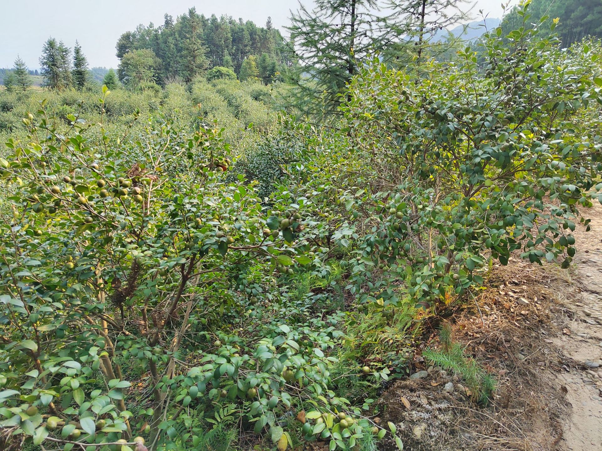 油茶籽和山茶油-19