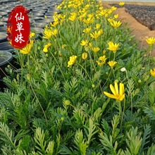 木春菊 室外盆栽黄金菊 庭院盆栽景区用苗绿化工程用 木茼蒿盆栽