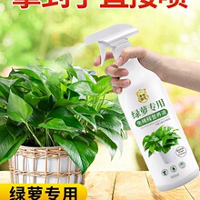 绿萝营养液免稀释绿箩肥叶子发黄绿萝肥料植物绿箩营业液花肥