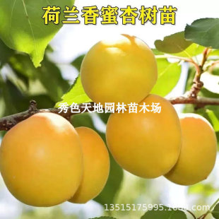 ��Ʒ�N���m���۴��Ә��������Ә����S�a������޽������Ե���