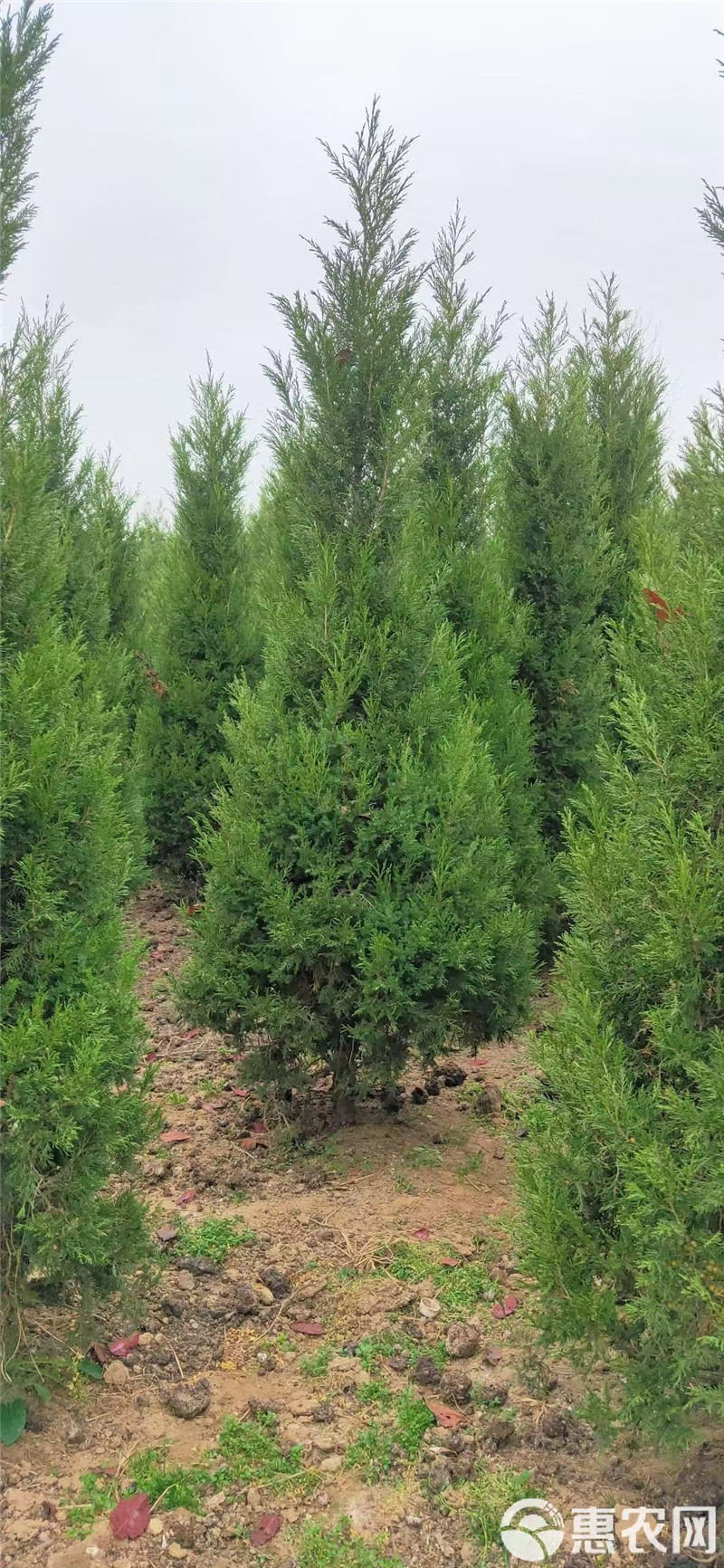 桧柏,扁柏,塔柏,等一系列松树,常年批发树苗园林工程绿化蜀桧-阿里巴巴