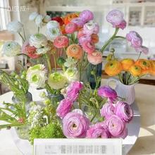 重瓣花毛茛种球带芽洋牡丹花苗室内室外四季开花芹叶牡丹种根盆栽