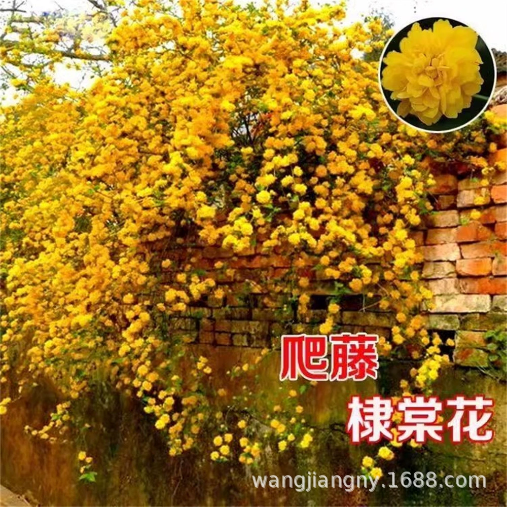 Устойчивые к теням цветы и растения для вьющихся лоз Лучжоу-ароматные разноцветковые рассада цветка Дитанг с двумя лепестками Морозостойкие зимние цветущие золотые цветы