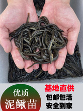 台湾泥鳅钓鱼苗本地青鳅金鳅鲜活筏钓鱼养殖淡水乌龟龙鱼宠物饲料