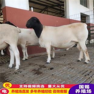 �d�����̃r�� �������۾d������ �Ų��d���̥����ĸ�����һֻ