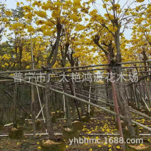 �V�|�Ռ��G�����@���S���L�ľ��ֲ���ľ���ش����@�־��^������