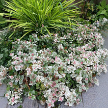 ���~�jʯ�����Բ��~�������m�ļ������ͺ����R����ر���ꎾGֲ��