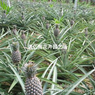 ̨����������P���粤�}�玧�����Թ�������Ϸ��Nֲˮ����������