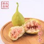 地栽盆栽无花果青皮苗