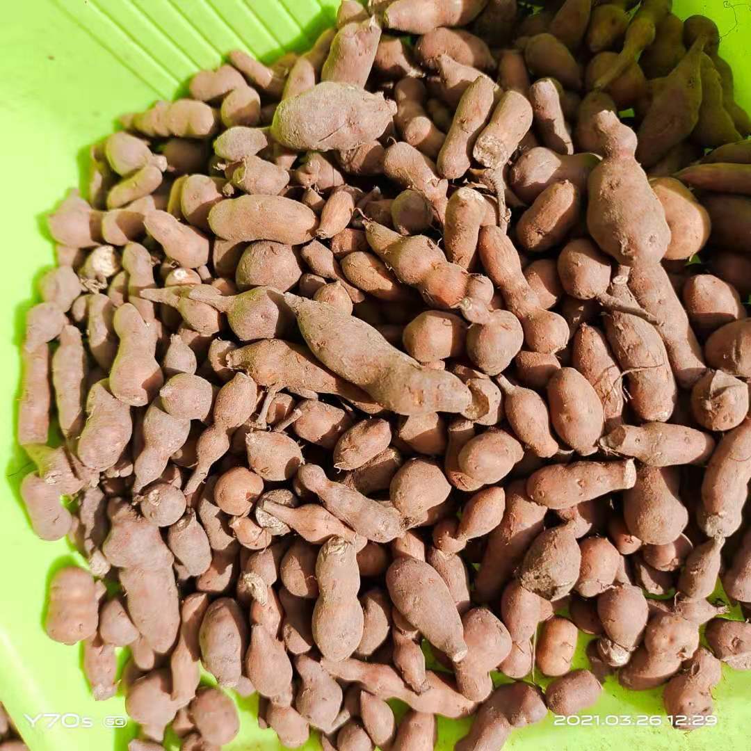 2024年藏盈堂青海蕨麻(人参果)250g/500g装 要各种礼盒可联系客户-阿里巴巴