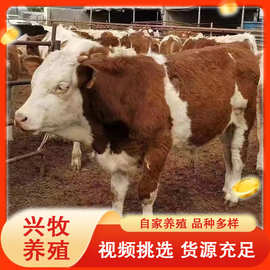 改良鲁西黄牛肉牛苗 西门塔尔牛活体肉牛犊价格 怀孕母牛养殖场