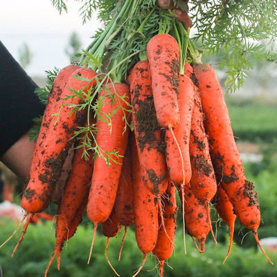 【现挖现发】10斤胡萝卜新鲜红萝卜新鲜蔬菜水果萝卜批发沙地萝卜|ru