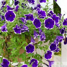 ���羳��؛������ţ���N���҃��̨����ֲ�������������ɫ���Ȼ�