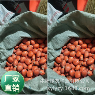 ���l �����ժ ��؛Դ  �F����N���K�F���P�˵� �ֹ������N��