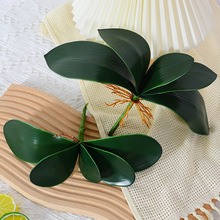 ָܛzm~ӷ滨ľm~ֲԻˇ廨