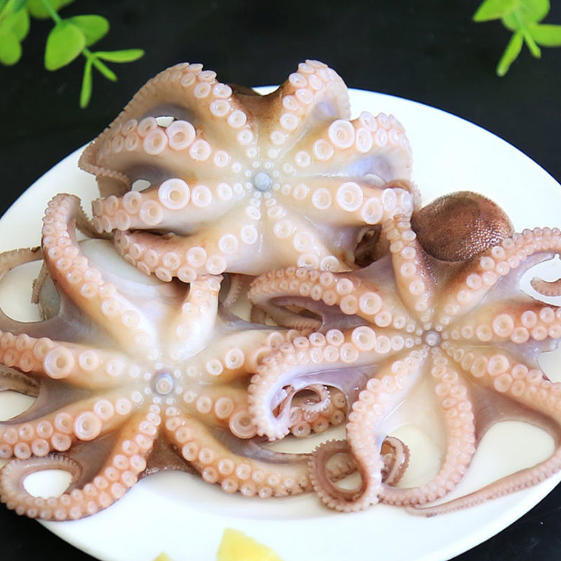 冰鲜八爪鱼新鲜小章鱼海鲜水产迷你小八爪鱼冷冻迷你爆头500g包邮