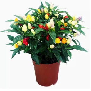 Colorful Pepper Potted Saplings with Fruits, Edible Fresh Multi-Color Pepper, Sky Pepper, Balcony Florals and Green Plants