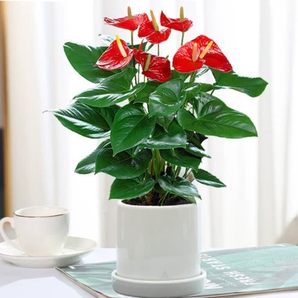 꽃이 달린 특별 구매 안스리움 [원통형 흰색 세라믹 화분] + 영양액