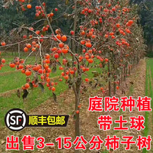柿子树果苗特大甜柿子苗树南方北方种植庭院盆栽地栽黑柿子大果树