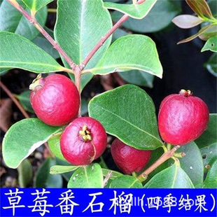 ��ʯ���� �ļ���ݮ��ʯ�����Nֲ���ҷ�ʯ��ͥԺ ���Թ����Ϸ��N