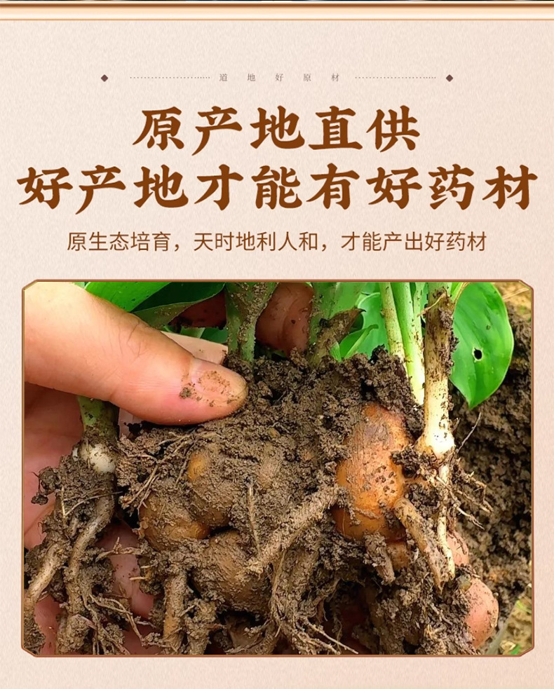 Dried Kaempferia Galanga Rhizome Shan Nai 500g Aromatic Culinary Spice and TCM Herb key features