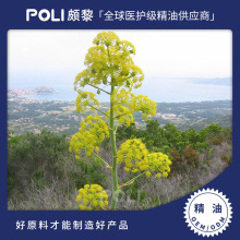 英国进口天然白松香精油 单方精油原料批发 POLI颇黎白松香精油