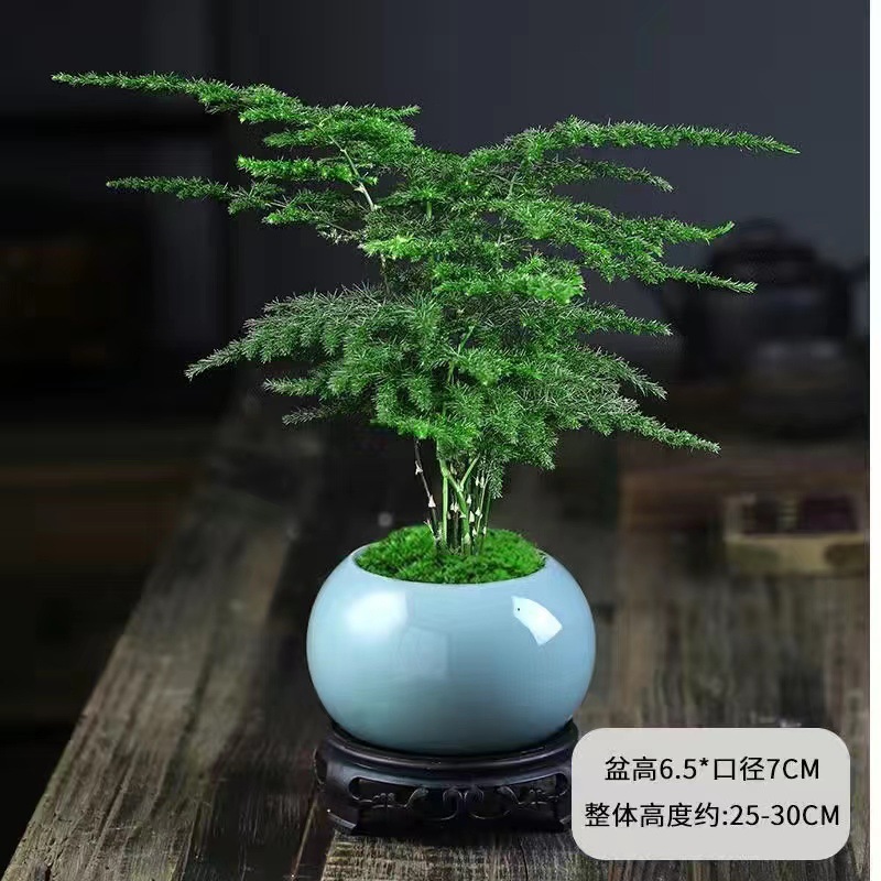 【高品质】文竹+蓝冰盆+圆形底座