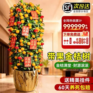 ��ۘ�����Ԏ�����۾Gֲ����ֲ������ۘ��k���҃���������