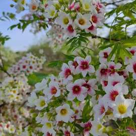 东北绿化文冠果树苗 批发文冠果小苗  文冠果状元树