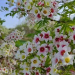 东北绿化文冠果树苗 批发文冠果小苗  文冠果状元树