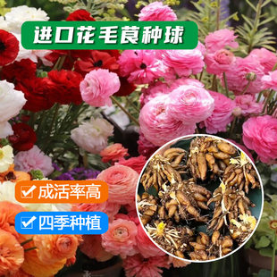 Imported hydrangea ranunculus bulb double celery leaf peony seed root indoor and outdoor four-season easy-to-live flower potted plant