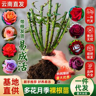 ���ֱ�lõ�廨���Ϙ����������ܾGֲ�������¼��Nޱ�҃���