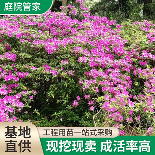 Small Rhododendron Seedlings, Rhododendron Seedlings, Purple Rhododendron Flower Seedlings, Rhododendron Flower Spring and Summer Seedlings, Courtyard Four-Season Plants Wholesale