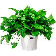 批发花卉盆栽办公室绿箩长藤吊兰水培植物除甲醛包邮客厅室内绿萝