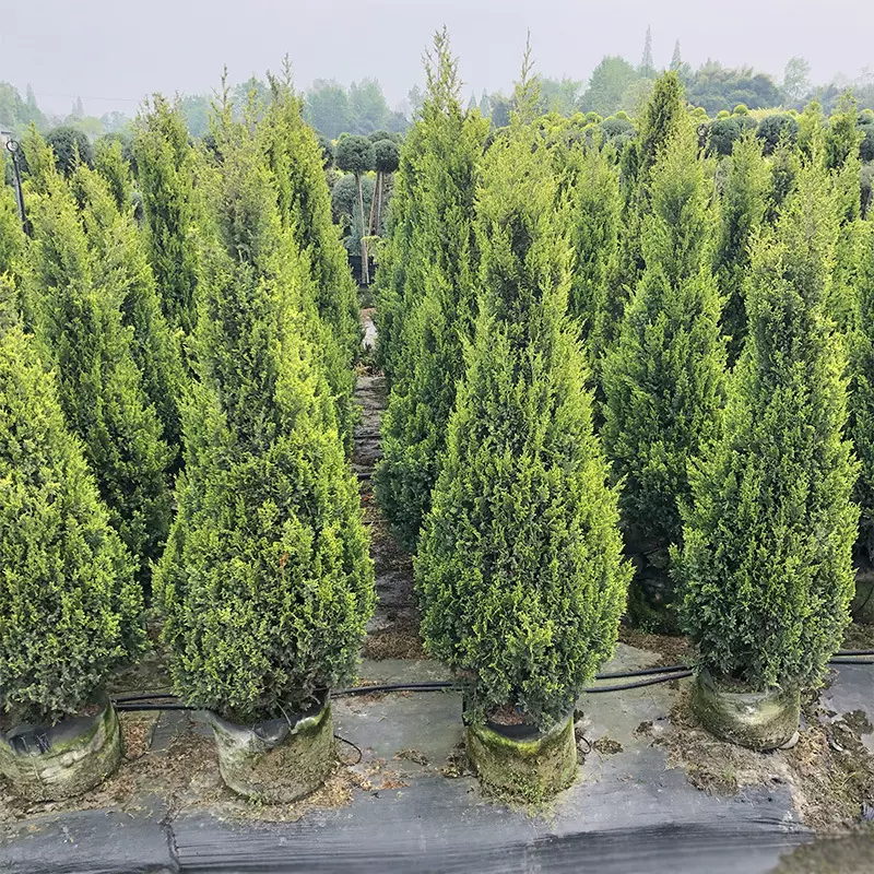 黄金桧柏 圆柏 成都园林工程绿化苗木 彩叶小乔木 花境植物