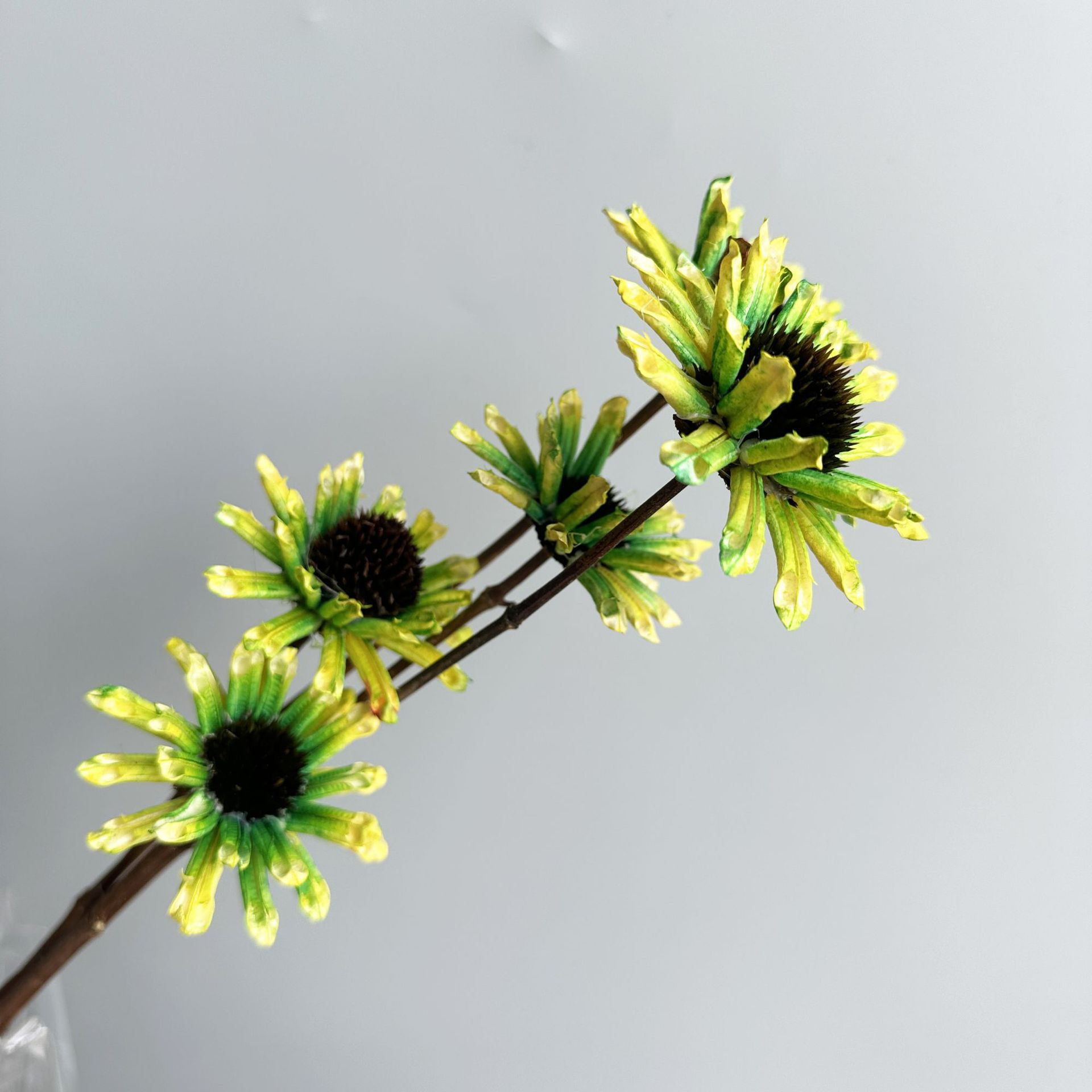 녹색 가지 5개 묶음