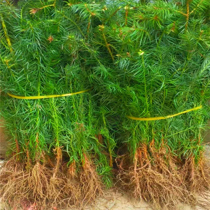 Саженцы хунаньской пихты, саженцы хубэйской пихты, саженцы чунцинской пихты, саженцы сичуаньской пихты, саженцы гуйжоуской пихты, саженцы юньнаньской пихты