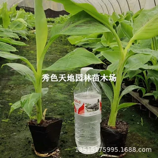 香蕉树芭蕉小米蕉苗粉蕉苗皇帝焦西贡蕉红蕉中蕉9号带土矮化水果