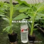 皇帝矮化米蕉水果苗