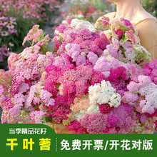 ��Ʒǧ�~���������W䏲ݷN�ѿ��л��������ͺ��������Դ��ﲥ