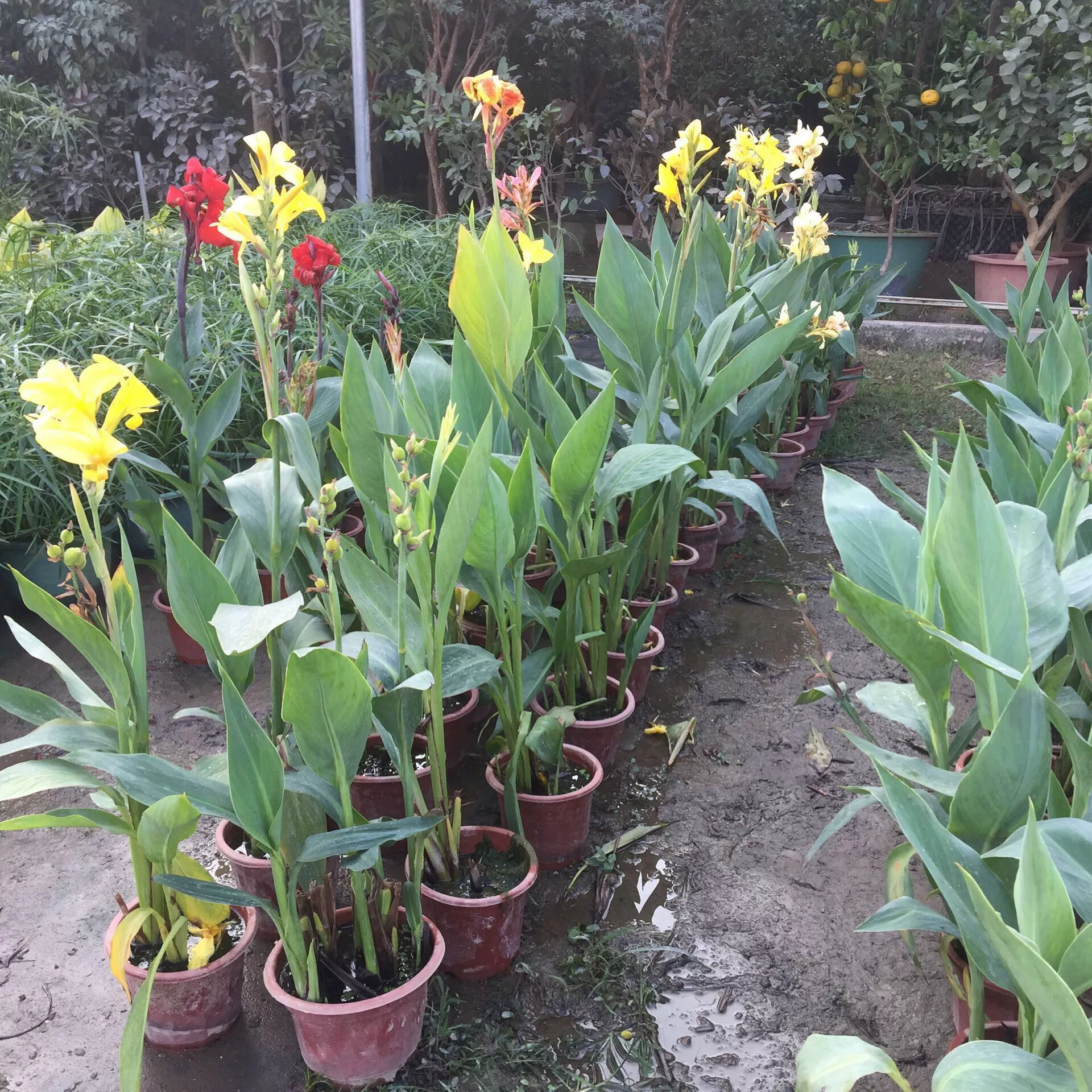 Canna Pot в течение многих лет Водные растения Тропические Цветочные растения Очистка пруда Пейзаж Зелень Посадка Разнообразие цветов и цветов