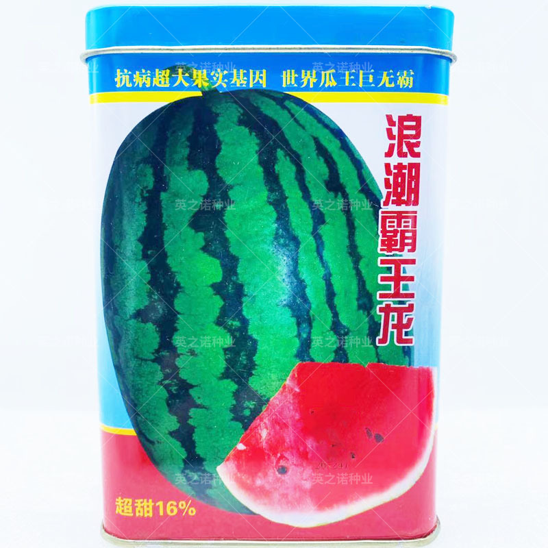 浪潮霸王龙大西瓜种子甜抗病薄皮耐贮运中熟少籽椭圆型西瓜