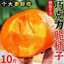 巧克力脆柿子9斤水果新鲜当季整箱包邮大果黄硬甜脆火晶小柿子甜