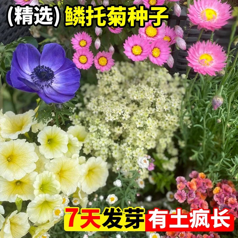 Семена хризантемы, поддерживающие весы, семена бессмертной хризантемы, белые вечные семена, можно использовать как сушеные цветы, цветут в любое время года, легко живут в горшках.