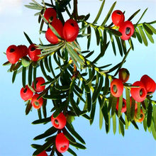 ���ژ�������������辰����ֲ���҃���Gֲ����ȩ�ļ�����