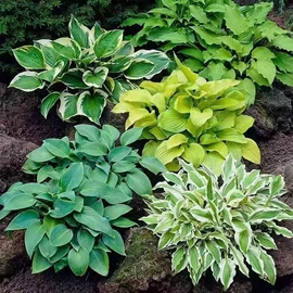 盆栽;乔木;灌木